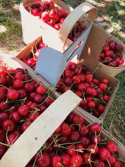 Cherry Flavoured Aesthetic, Cherry Picking Aesthetic, Drive Through Movie, Cherry Fruit Aesthetic, Cerise Aesthetic, Cheery Aesthetic, Cherry Aesthetic Vintage, Cherry Astethic, Cherry Aesthetic Wallpaper