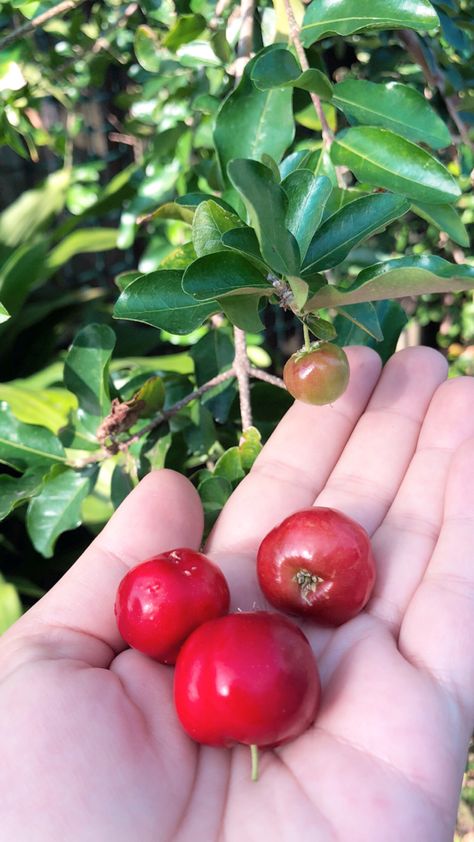 Barbados Cherry, Cherry Tree, Barbados, Plum, Cherry, Fruit