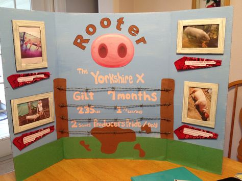 4 H Pig Poster Ideas, 4h Pig Poster Ideas, 4-h Poster Ideas, Sheep Poster, Fair Poster, Raising Pigs, Science Boards, Painted Picture Frames, Barb Wire