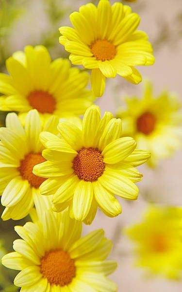 Yellow Daisies, The Secret Garden, Deco Floral, Flower Beauty, Beautiful Blooms, Love Flowers, Amazing Flowers, My Flower, Pretty Flowers