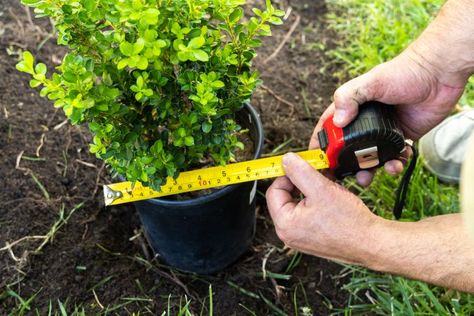 How to Plant a Dwarf Boxwood Hedge Boxwoods Along Walkway, How To Plant Boxwood Shrubs, Baby Gem Boxwood, Korean Boxwood, Boxwood Bonsai, Driveway Border, Japanese Boxwood, Boxwood Landscaping, Box Wood Shrub