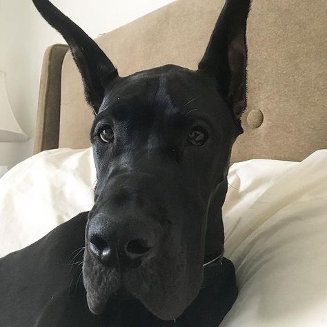 Great Dane Dog, great dane dog beds, great dane dog names, great dane dog crate, great dane dog food, great dane dog house, great dane dog images, great dane dog harness, best great dane dog food,black great dane dog,biggest great dane dog,tallest great dane dog #greatdane #greatdanepuppy #greatdanes #greatdanesofig #greatdanelove #greatdanelife #greatdanenation #greatdanelovers #greatdanelover #greatdanefans #greatdaneproblems #greatdaneoftheday#greatdanesrule #greatdaneworld #greatdanesofinsta Black Grate Dane, Great Dane Dogs Black, Black Great Dane Cropped Ears, Aesthetic Great Dane, Great Danes Aesthetic, Black Great Dane Aesthetic, Great Dane Dog House, Great Dane Aesthetic, Grate Danes