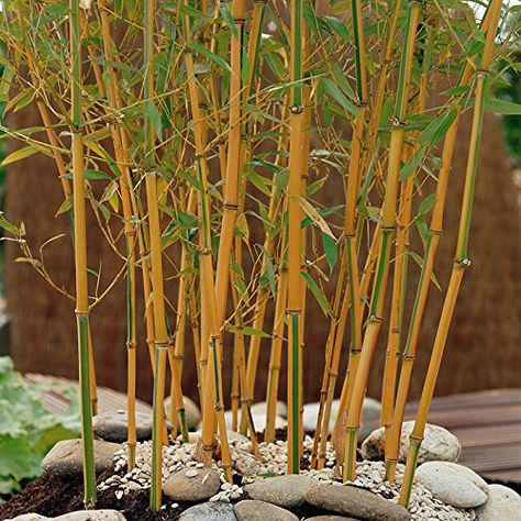 Phyllostachys aureosulcata Aureocaulis  (Yellow Bamboo) 5L 100-150cm ** You can get more details by clicking on the image. #PlantsSeedsandBulbs Golden Bamboo Plant, Phyllostachys Nigra, Bamboo Seeds, Golden Bamboo, Yellow Bamboo, Bamboo Garden, Bamboo Plants, Tall Plants, Large Plants