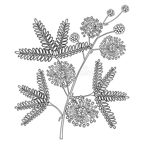 Vector Branch Of Outline Mimosa Pudica Or Sensitive Plant Or Sleepy Plant, Flower, Bud And Leaf In Black Isolated On White. Stock Vector - Illustration of herb, graphic: 107522815 Makahiya Plant, Mimosa Plant, Mimosa Pudica, Flor Tattoo, Wildflower Drawing, Sensitive Plant, Mimosa Flower, Graphic Book, Floral Tattoo Sleeve