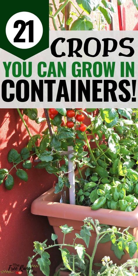 Growing In Containers, Gemüseanbau In Kübeln, Growing Vegetables In Pots, Bucket Gardening, Container Vegetables, Plants Growing, Survival Gardening, Container Gardening Vegetables, Home Vegetable Garden