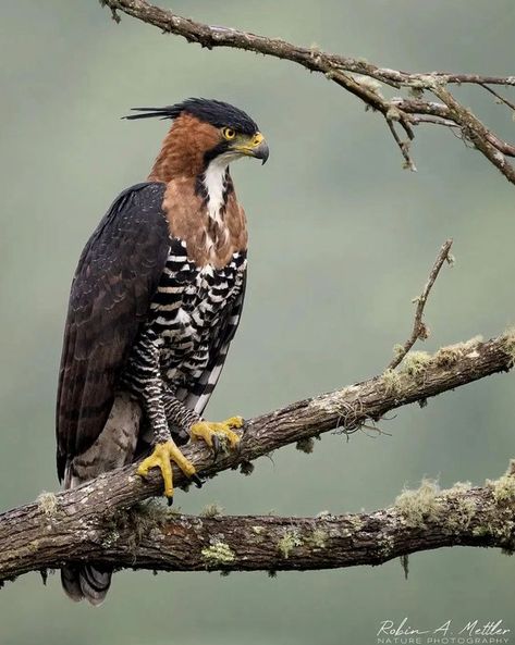 Ornate Hawk Eagle, Hawk Eagle, American Bald Eagle, Bird Pins, Animal Species, Bird Photo, Birds Of Prey, Bird Feathers, Bald Eagle