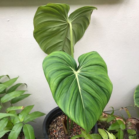 Philodendron pastazanum, Philodendron pastazanum in GardenTags plant encyclopedia Rainforest House, Houseplant Aesthetic, Philodendron Pastazanum, Large Leaf Plants, Wishlist Plants, Philodendron Scandens, Plant Encyclopedia, Tanaman Indoor, Plant Wishlist