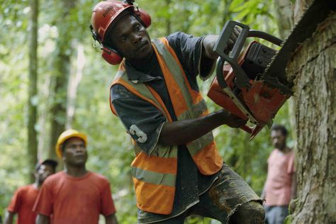 Tropical timber has earned a bad reputation. When we think of timber from lush, tropical forests, it conjures up images of valuable old-growth trees pillaged by logging companies and illegal… Illegal Logging, Tropical Forests, Carbon Sequestration, Bad Reputation, Sustainable Forestry, Wildlife Habitat, Tropical Forest, Borders For Paper, Environmental Science