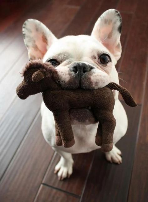 "Mom, my Little Pony wants a walk..." Puppy waits ❤️ Little Pony: "Quick! He's drooling all over me!" ❤️ Bulldog Francese, Slaap Lekker, Cute French Bulldog, French Bulldog Puppies, Bulldog Puppies, Dog Behavior, Small Dog, Training Your Dog, Pitbull