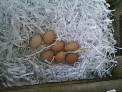 to try...Keeping Chickens Newsletter - using shredded paper as bedding material Chicken Coup, Shredded Paper, Keeping Chickens, Material Bed, Coop, Chicken, Bed