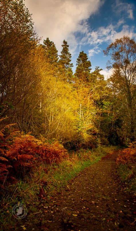 The Autumn Path, Ireland #nature #autumn #fall #fall2019 #landscape #ireland Ireland Autumn, Landscape Ireland, Ireland Nature, Nature Appreciation, Woodland Path, Wild Irish Rose, Irish Rose, Nature Autumn, Photography Autumn