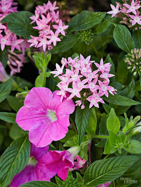 Pentas In Containers, Petunia Companion Plants, Annual Container Combinations, Penta Plant, Pink Petunias, Flower Combinations, Fall Landscaping, Hydrangea Varieties, Easy Plants To Grow