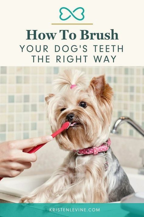 Stinky Dog Breath, Brushing Dogs Teeth, Pet Dental Care, Stinky Dog, Dogs Teeth, Dog Toothpaste, Dog Breath, Pet Spa, Cow Nails