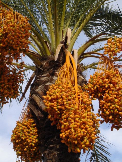 medjool dates hanging from a palm tree with info all about what are dates nutrition health benefits and recipes Fresh Dates Fruit, Dates Fruit Images, Growing Dates, Plant Based Diet Benefits, Date Tree, Dates Fruit, Mansa Musa, Fruits Painting, Palm Tree Fruit