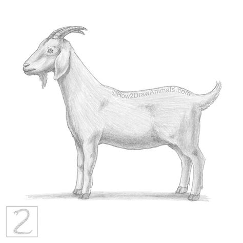 Goat animal drawing in graphite pencil Goat Sketch Drawings, How To Draw A Goat, Goat Drawing Sketch, Mountain Goat Drawing, Goat Drawing Easy, Goat Drawings, Goat Sketch, Draw A Goat, Goat Drawing