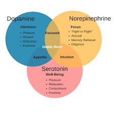 psychological disorders - Google Search Behavioral Neuroscience, Psychology Notes, Brain Surgeon, Psychology Studies, Brain Facts, Brain Anatomy, Brain Chemistry, Psychology Student, Brain Science