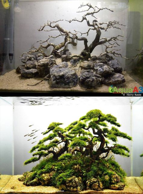 Evolution: rank #49 IAPLC 2014 by Herry Rasio Learn to visualice how plants will grow and trim them eventually to get better results. Fish Tank Decorations Themes, Diy Fish Tank Decorations, Aquarium Tips, Aquarium Diy, Taman Air, Diy Fish Tank, Fish Tank Design, Water Decor, Aquascape Design