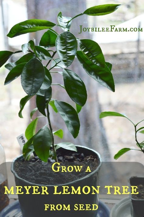 Lemon Tree From Seed, Meyer Lemon Tree, Lemon Seeds, How To Grow Lemon, Desert Garden, Citrus Trees, Meyer Lemon, Tree Seeds, Growing Fruit