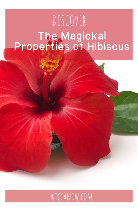 Hibiscus is the ultimate flower of passion. Its other magickal properties include love, divination, freedom and many more. It’s been used medicinally to lower blood pressure and boost liver health, as well as being a common ceremonial tea in many cultures. #hibiscus #magickalproperties #greenwitchcraft Ceremonial Tea, Witchcraft Diy, Witchcraft Herbs, Witchcraft Altar, Witch Herbs, Jar Spells, Love Jar, Green Witchcraft, Yellow Hibiscus