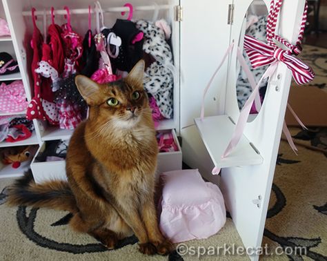 I bet I'm the only cat with her own wardrobe closet! #catclothes #catmodel #dollwardrobe Cat Wardrobe, Cat Closet, Clothes Wardrobe, Dog Room, Solve The Problem, Closet Room, Cat Model, Dog Rooms, Room Stuff