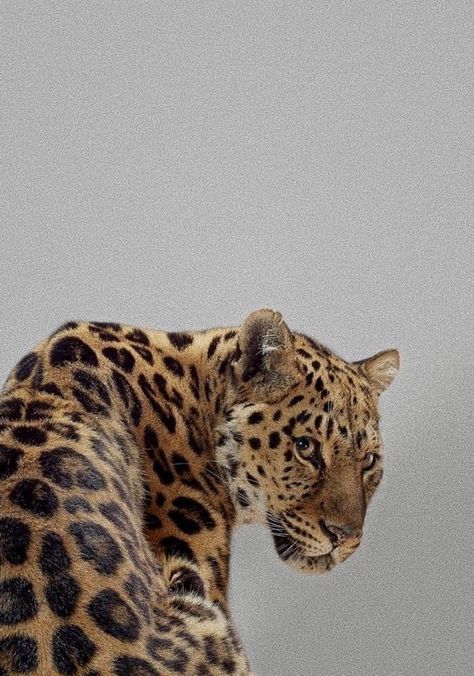 Jaguar Wallpaper, Best Friend Pictures Tumblr, Album Art Design, Hipster Wallpaper, Iphone Aesthetic, Cute Cats And Dogs, Animal Wallpaper, Cool Posters, Friend Pictures