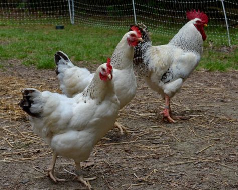 https://livestockconservancy.org/heritage-breeds/heritage-breeds-list/delaware-chicken/ Small Space Backyard, Golden Comet Chicken, Delaware Chickens, Best Chicken Breeds, Chicken Egg Colors, Cochin Chickens, Easter Egger Chicken, Plymouth Rock Chicken, Wyandotte Chicken