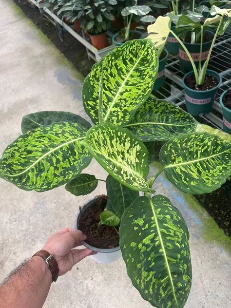 They prefer stable temperatures and humidity. The recommended humidity is between 60 and 80 degrees. When the temperature drops to 10 degrees Celsius, the leaves will begin to turn yellow. If kept outdoors, they must be moved indoors when winter hits to avoid frostbite. Aglaonema Varieties, Pictum Tricolor, Aglaonema Tricolor, Aglaonema Spring Snow, Aglaonema Silver Queen, Aglaonema Pink Star, Temperature And Humidity, Tri Color, Turn Ons