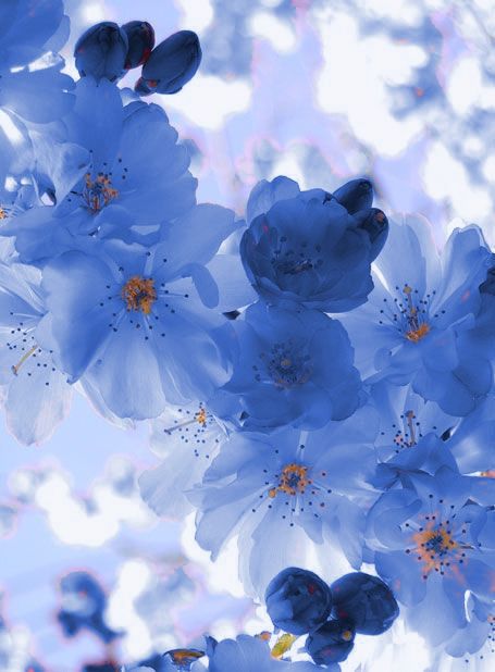 Color Edit #Blue Blue Cherry Blossom Wallpaper, Blue Spring Wallpaper, Hogwarts Yule Ball, Types Of Blue Flowers, Blue Cherry Blossoms, Article Ideas, Blue Sakura, Purple Flower Background, Pink Flowers Background