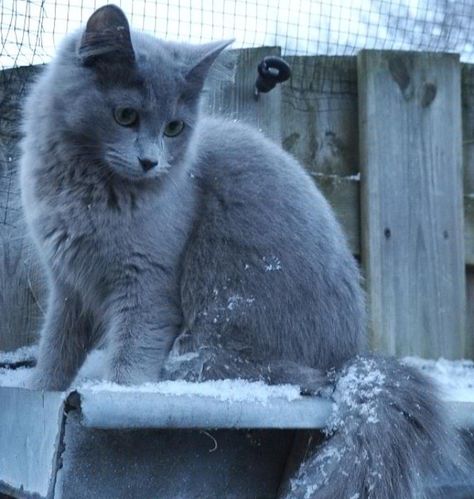 This green-eyed, gray cat is a Nebelung. These cats are known for their dreamy green eyes and long, graceful bodies. Nebelungs are known to be lively, good-natured and loyal. Russian Blue Cat Personality, Nebelung Cat, Cat Personality, Russian Cat, Kitten Breeds, Nebelung, Cat Vs Dog, Cat Personalities, Beautiful Kittens