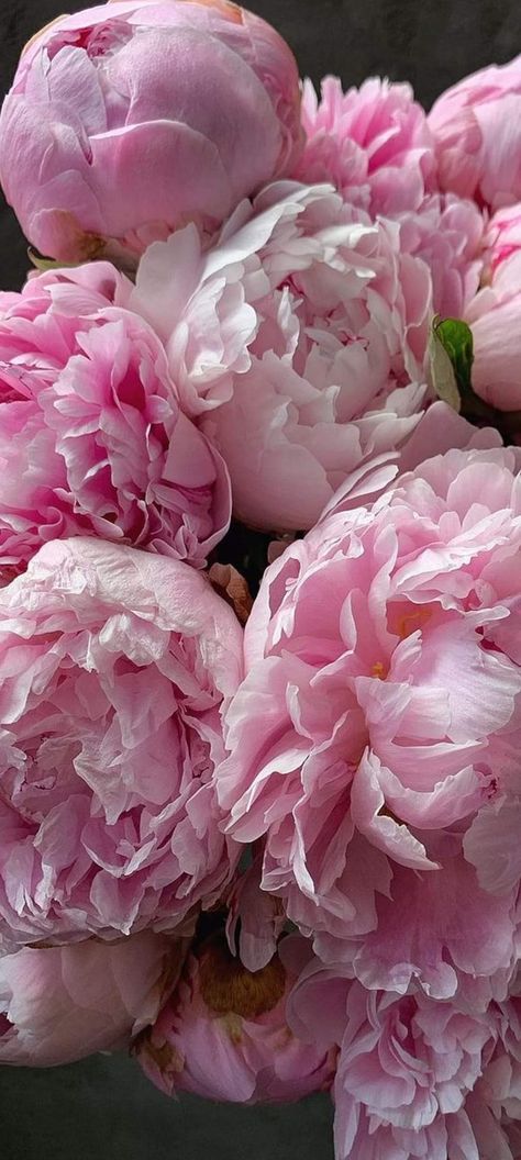 Peonies Wallpaper Iphone, Pink Peonies Aesthetic, Peony Flower Aesthetic, Aesthetic Peonies, Peony Flower Wallpaper, Peonies Aesthetic, Flores Wallpaper, Pink Peonies Wallpaper, Peonies Wallpaper