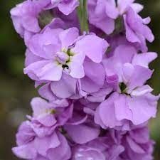 Matthiola Column Stock Lilac Lavender Matthiola Incana, Evening Garden, Purple Flowers Garden, Lavender Seeds, Spring Sewing, Flower Identification, Flower Colour, Cottage Garden Plants, Seed Catalogs