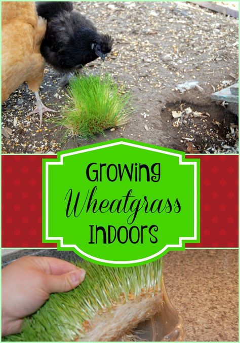 Chickens love fresh greens. Learn How to Grow Wheat Grass for Chickens, keep your flock happy & healthy this winter! Winter Chickens, Grow Wheat, Growing Wheat Grass, Growing Wheat, Growing Tomatoes Indoors, Meat Birds, Grow Tomatoes, Urban Chickens, Laying Hens