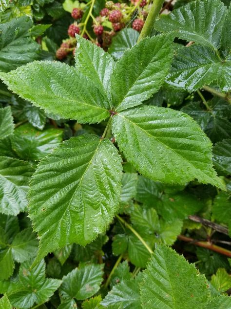 Blackberry leaves  #blackberries Blackberry Leaves, Sunset Lighting, Blackberry, Plant Leaves, Fruit, Lighting, Plants, Water, Flowers