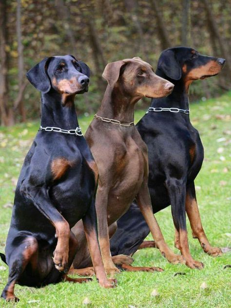 Doberman natural ears Doberman Pinscher Natural Ears, Doberman Pinscher Puppy, Ears And Tail, Doberman Pinscher Dog, Scary Dogs, Doberman Puppy, Doberman Dogs, Doberman Pinscher, Dog Gifs