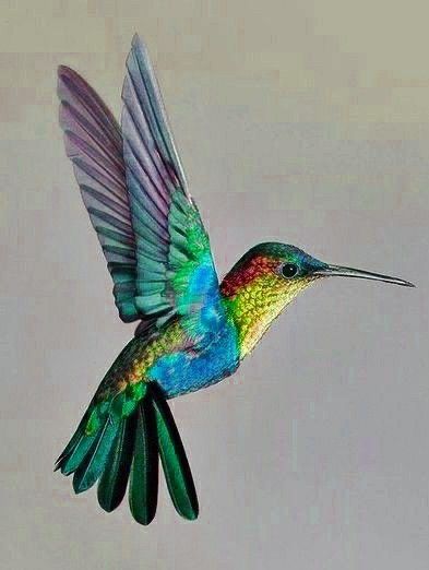 Humming Bird Picture, Humming Birds Painting, Humming Birds Drawing, Paintings Of Hummingbirds, Drawings Of Hummingbirds, Hummingbirds Pictures, Humming Bird With Flower, Humming Bird Photography, Hummingbirds Painting