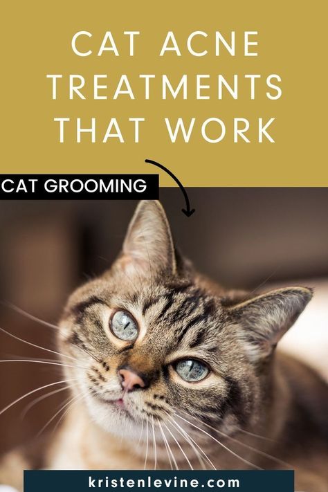 Chin Acne Remedies, Feline Acne, Cat Acne, Cat Remedies, Chin Acne, Facial Therapy, Cat Skin, Acne Treatments, Severe Acne