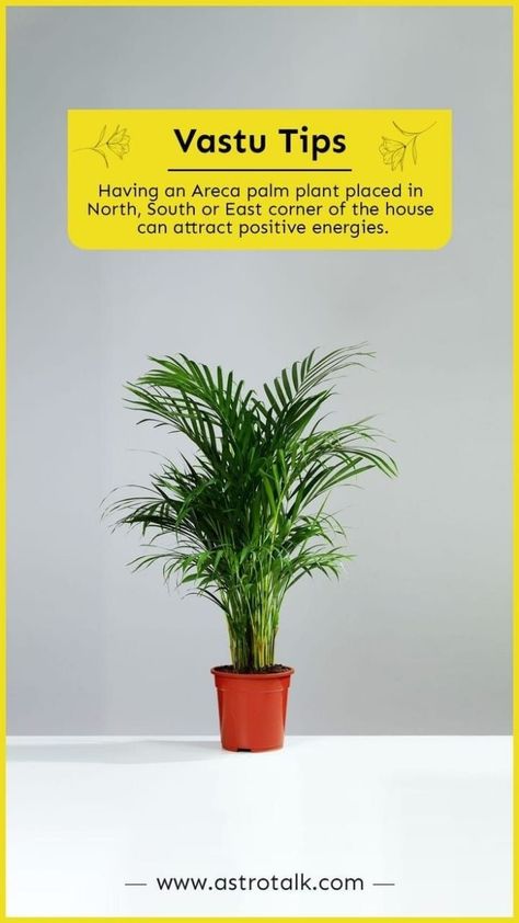 Vastu Elements, Vastu Sastra, Indoor Plants Decor Living Room, Sanskrit Mantras, House Vastu, Plants Living Room, Jyotish Remedy, Abundance Images, Sanskrit Names