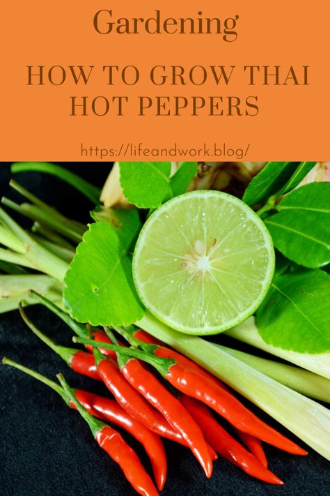 Gardening - How to Grow Thai Hot Peppers Peppers Garden, Thai Chili Peppers, Chili Pepper Plant, Growing Hot Pepper, Thai Red Chili, Thai Peppers, Thai Chili Pepper, Fresno Chili, Chilli Plant