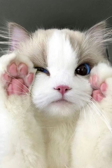 cute cat ragdoll cat breed with his pink paws up on his face Ragdoll Cat Aesthetic, Ragdoll Cat Breed, Cute Small Animals, Ragdoll Cats, Ragdoll Kitten, Gorgeous Cats, Cute Cats Photos, Ragdoll Cat