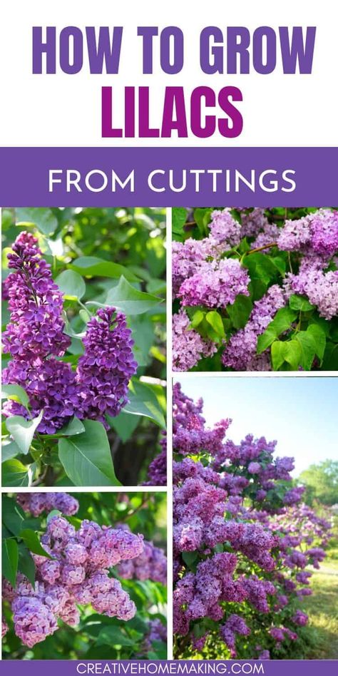 Uncover the secrets of growing lilacs from cuttings with our expert tips. Master the techniques for selecting, preparing, and caring for cuttings to cultivate beautiful lilac blooms in your garden. Propagating Lilacs From Cuttings, Lilac Plant, Lilac Bushes, Lilac Tree, Garden Help, Garden Oasis, Flowering Shrubs, Garden Yard Ideas, Propagating Plants