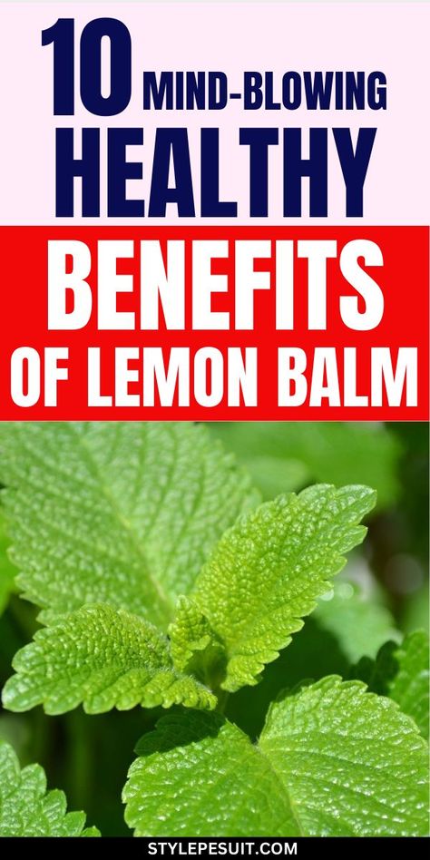 Lemon balm, scientifically known as Melissa officinalis, is a fragrant herb belonging to the mint family. Revered for its calming properties and delightful citrus scent, lemon balm has been used for centuries in traditional medicine and culinary practices. However, its benefits extend beyond flavoring teas and desserts. Here are ten remarkable health benefits of lemon balm. Lemon Balm Tea Benefits, Lemon Balm Benefits, Lemon Balm Uses, Lemon Balm Recipes, Lemon Balm Oil, Health Benefits Of Lemon, Melissa Officinalis, Lemon Balm Tea, Benefits Of Lemon