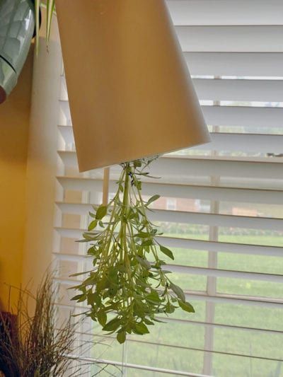 Upside Down Herbs – Make An Upside Down Hanging Herb Garden Small Garden Spaces, Hanging Herb Gardens, Balcony Herb Gardens, Herb Garden Planter, Homemade Modern, Outdoor Herb Garden, Hanging Herb Garden, Hanging Herbs, Herb Garden In Kitchen