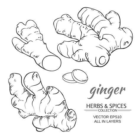 Ginger vector set | Premium Vector #Freepik #vector #ginger #ginger-root #natural-herbs #medicinal-herbs Rose Outline Drawing, Dachshund Cartoon, Rose Outline, Doodle Background, Butterfly Background, Engraving Illustration, Clipart Free, Family Cartoon