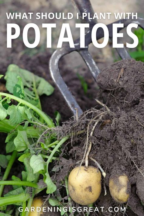 Companion Planting Potatoes: The Best Potato Plant Companions - Gardening is Great Potato Companion Planting, Companion Plants For Potatoes, Companion Planting Potatoes, Potato Towers, Plant Companions, Potato Companion Plants, Growing Leeks, Planting Chart, Potato Plant