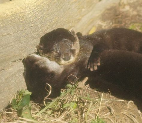 Otters Hugging, Baby Sea Otters, Otter Pup, What A Wonderful Life, Baby Otter, Significant Otter, Otter Love, Sea Otters, Baby Otters