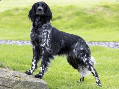 Large Munsterlander Dog, Munsterlander Dog, Large Munsterlander, French Spaniel, Pets Aesthetic, Pedigree Dog, Spaniel Art, Disabled Dog, Dogs Breeds