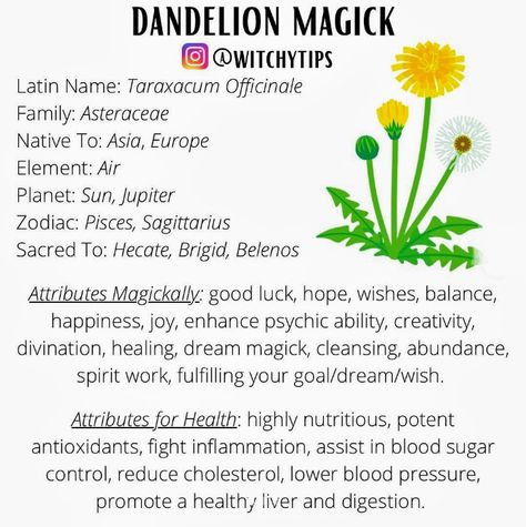 Dandelion Meaning Witchcraft, Dandelion Properties, Dandelion Spiritual Meaning, Burning Dandelion, Dandelion Meaning, Dandelion Leaf, Dandelion Leaves, Witch Stuff, Eclectic Witch