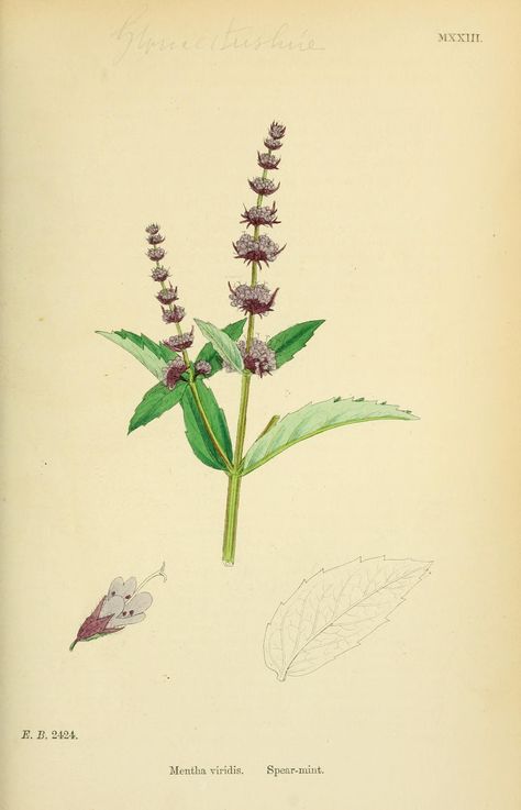 Spearmint - Mentha spicata  -  circa 1867 Spearmint Tattoo, Mentha Spicata, Mint Plant, Botanical Artists, Herbs Illustration, New York Botanical Garden, Flower Drawing Tutorials, Mint Plants, John Thomas