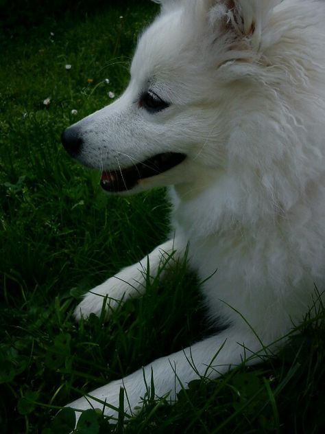 Japanese Spitz Japanese Spitz Aesthetic, Spitz Dogs, Japanese Spitz, Dog Whistle, Baby Animals Funny, Husky, Animals And Pets, Dog Breeds, Baby Animals