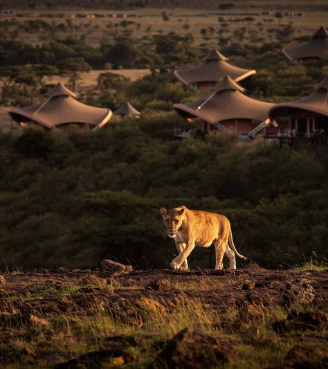 Luxury Safari Camp in Masai Mara Kenya | Mahali Mzuri Masai Mara Safari, Safari Camp, Masai Mara Kenya, Luxury Safari, Masai Mara, Richard Branson, Hotel Collection, Day Book, Ecosystem